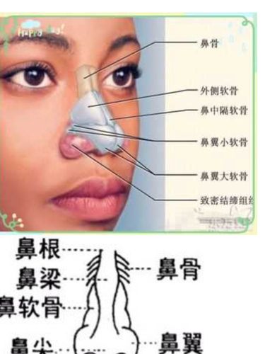 聊一聊"鼻骨缺失"吧,别害怕_怀孕_母婴_育儿经验