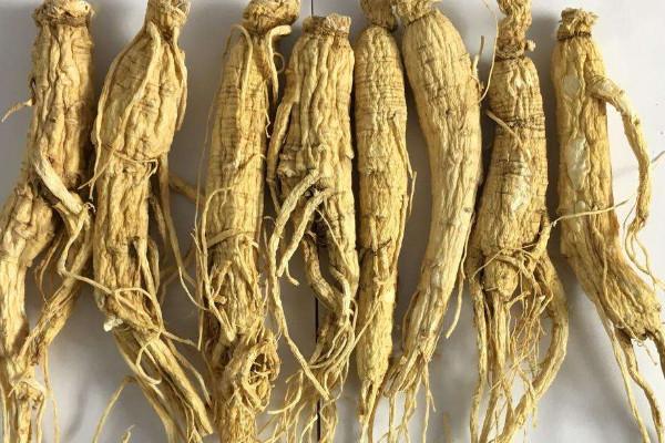如何分辨人参的真假,假人参都有哪些种类