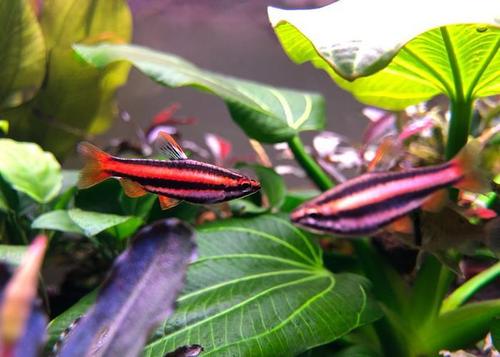 1)红带铅笔鱼(nannostomus mortenthaleri)(火焰铅笔)