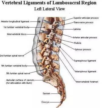 腰椎解剖图基础