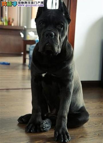 斗犬卡斯罗幼崽,只为斗犬而生!