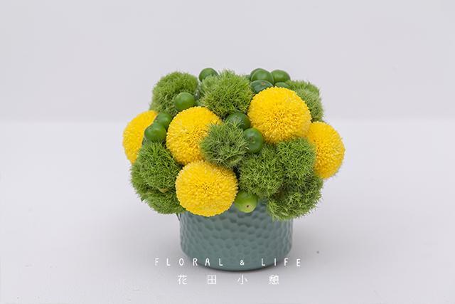 乒乓菊,绿石竹花期很长,可以细