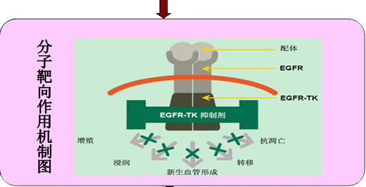 靶向治疗能代替化疗吗 - 华夏肿瘤康复网