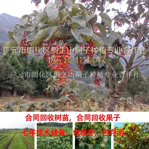 【四川广元山桐子,水冬瓜上海粮油制品质量监督检验站