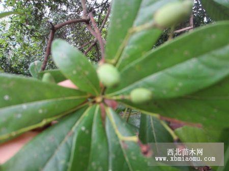 金丝楠木树叶图片资料(一)