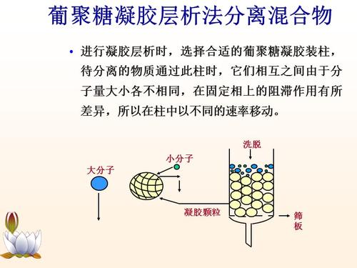 浙江大学生物化学实验甲 葡聚糖凝胶层析法分离混合物