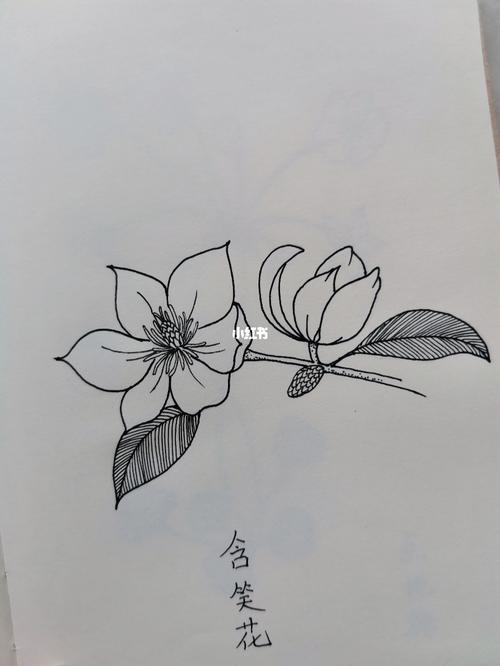 每日一画|一组都能学会的花卉黑白画_花卉_黑白画_线条画_樱花_速写