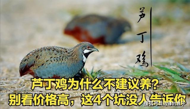 原创芦丁鸡为什么不建议养?别看价格高,这些坑没人告诉你,需谨慎