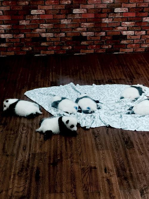 在panda park里嗷嗷待哺的幼年熊猫.