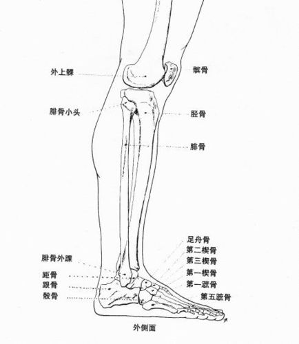 腿骨与脚骨