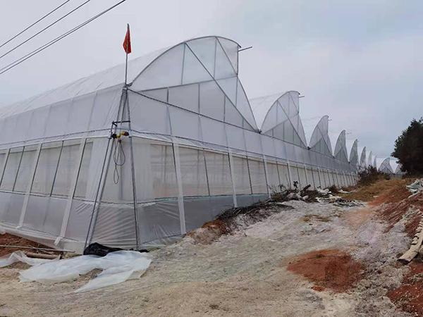 开远养殖温室大棚费用