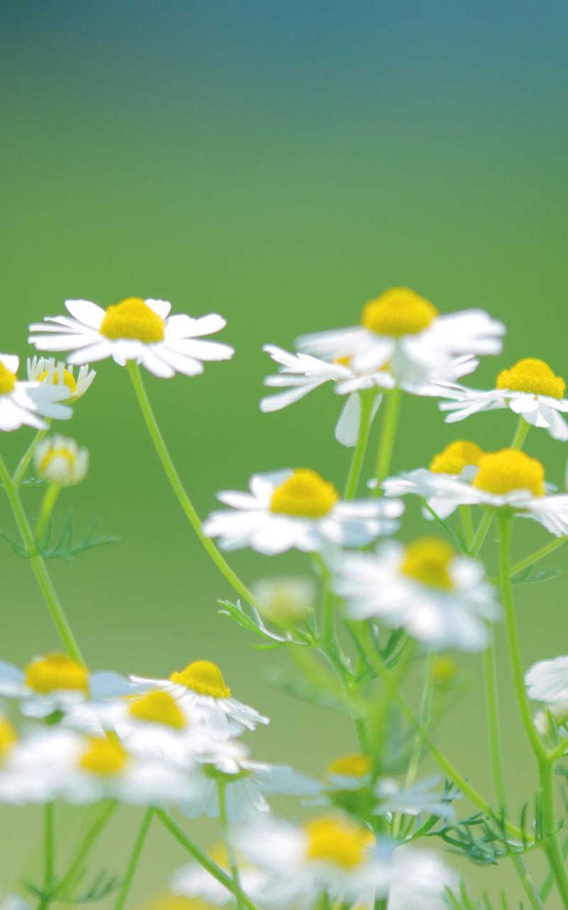 大自然植物素材图片下载 日历壁纸 壁纸下载 美桌