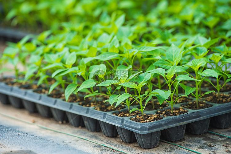 农业种子育苗
