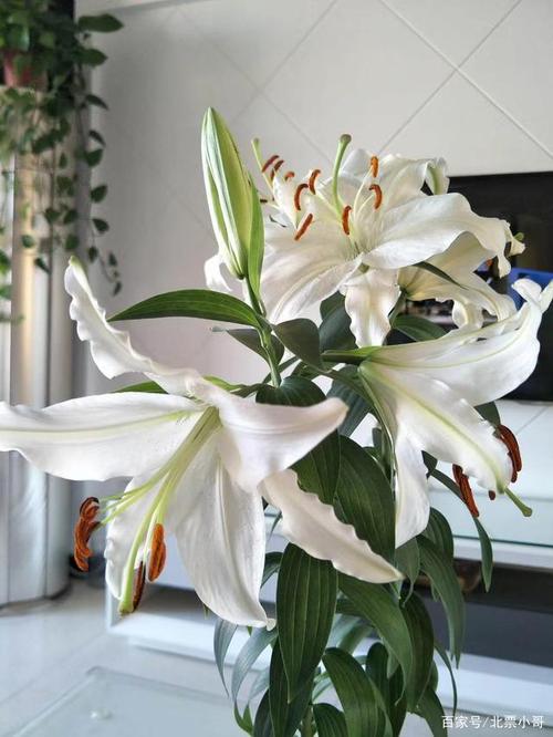 芳香四溢的百合花