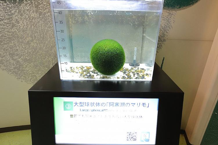 阿寒湖 绿球藻