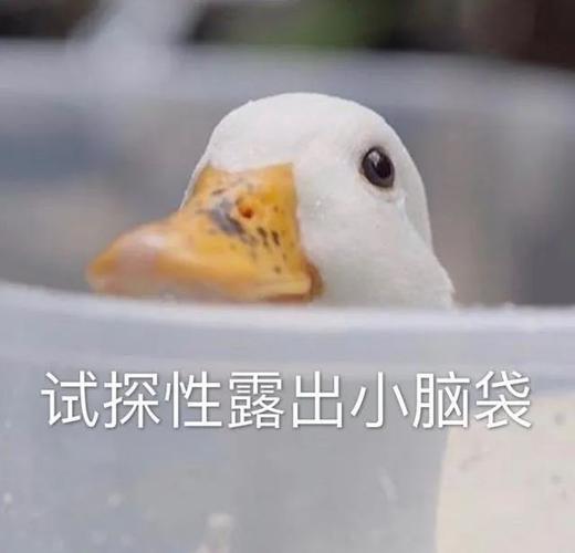 试探性露出小脑袋_表情