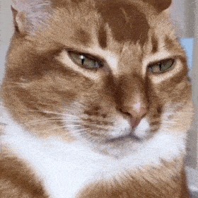 网红猫咪 | 沙雕猫咪敦敦表情包(二)