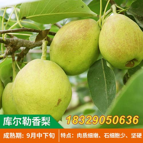 树苗香梨嫁接梨树库尔勒新疆果树当年结果南方果树