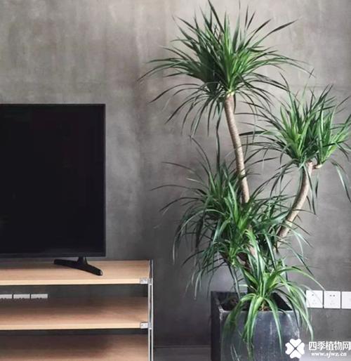 龙须树放在客厅会破财吗?这样放不仅不会破财还能旺财