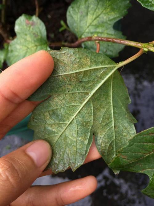 关于绣球花病虫害的防治