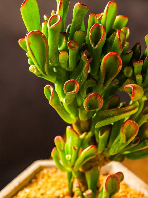 植物多肉新款精品吸财树多肉老桩筒夜花月室内多肉植物