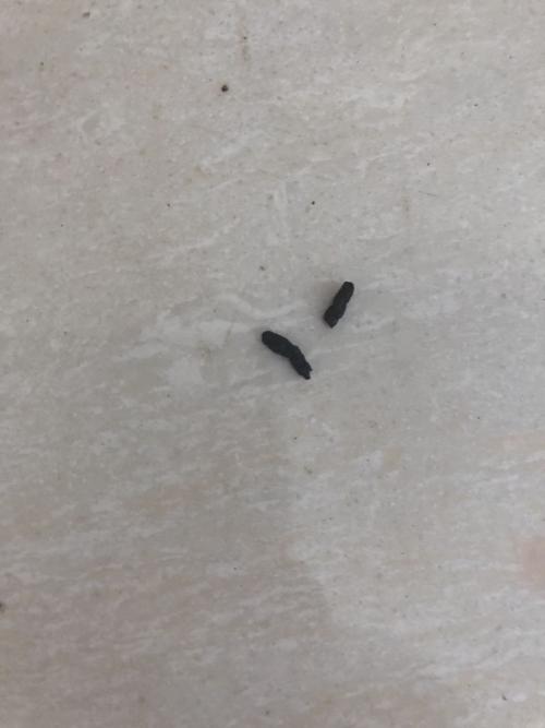 这是蝙蝠屎还是老鼠屎?