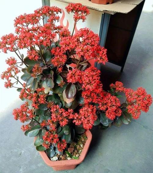 80个长寿花品种,全都美极了,只养1盆真的不够!