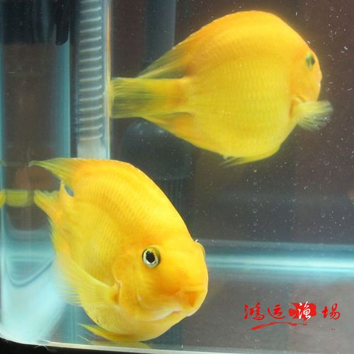 新品黄财神鹦鹉观赏发财鱼活体热带惊爆鱼宝蓝凤凰球鱼