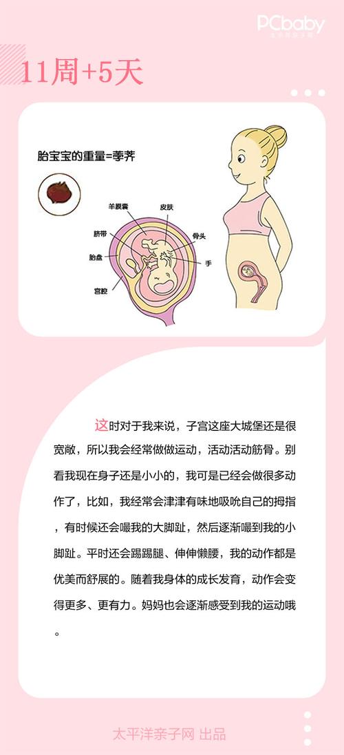 怀孕11周 5天胎儿发育