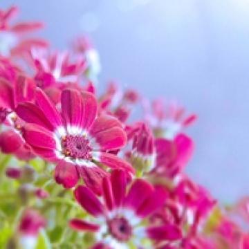 简单的小幸福,风景头像图片-回车桌面