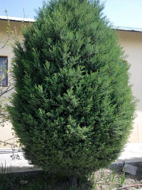  i>juniperus chinensis  /i>linnaeus)是常绿乔木;有鳞形叶的小枝圆