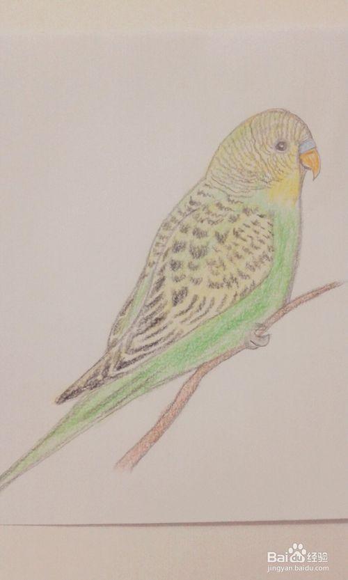 如何画虎皮鹦鹉