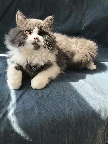 粗售:英短 蓝猫 金吉拉 波斯 加菲 布偶 狞猫