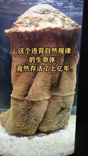 神奇的生命体,违背自然规律,竟然存活了上亿年