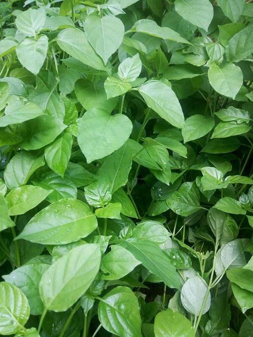 血通菜跟狗肝菜的叶子很像是不是同一个草药?