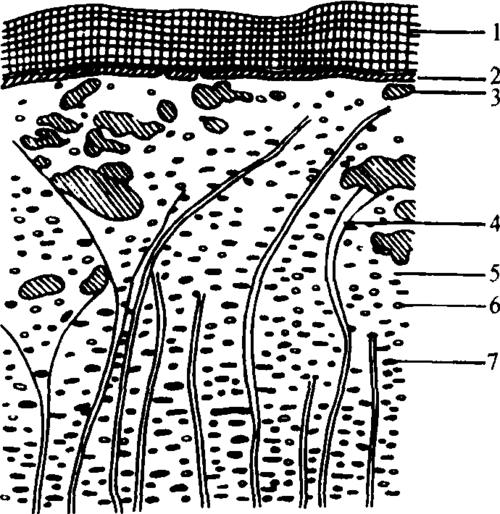 图10-10 厚朴横切面组织特征
