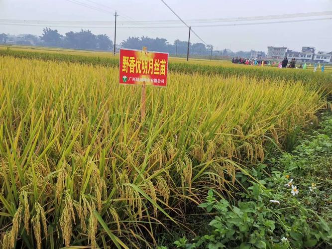 野香优明月丝苗