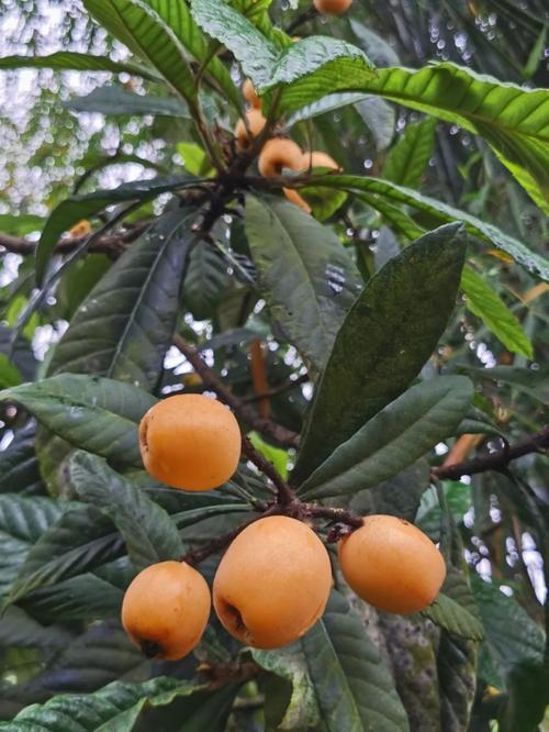 渝北枇杷正当时 和妈妈一起边摘边吃的枇杷格外甜