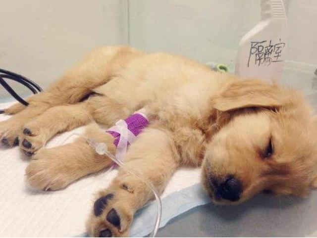 猫狗输液漏液不用管,宠物医生告诉你漏液的危害有多可怕