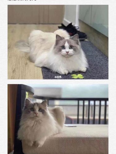 英短蓝猫和布偶会生出什么样的93_英短_猫咪_宠物_我家宠物好可爱