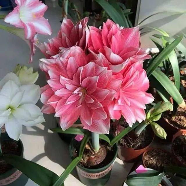 我"最喜欢"的六种朱顶红,开花又大又多,亲戚邻居都说"好看"