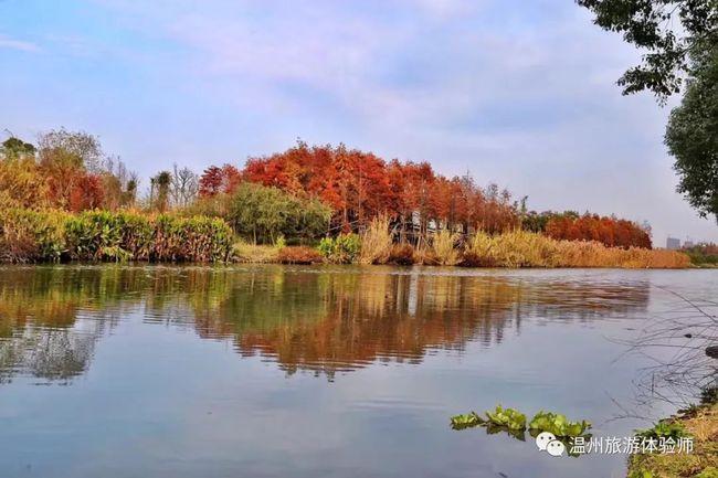 前方来报,温州三垟湿地的水杉林,红了!速去!