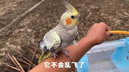 67登录加入知乎蒙面鸟哥 67关注主人摘回野果喂小鸟,小鸟看到后