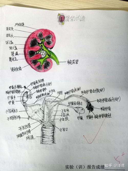 实验七.泌尿系统 绘图:肾的冠状切面 实验八.