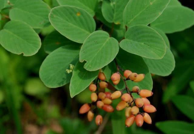 乡下有种植物,人称"黄鳝藤",其根部珍贵无比,用来泡酒
