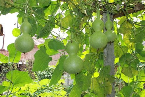 那葫芦到底长什么样呢?