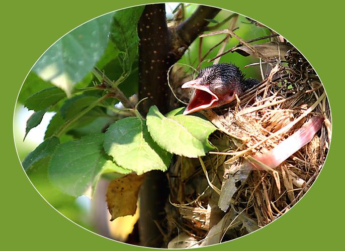 我家的白头翁们(2)