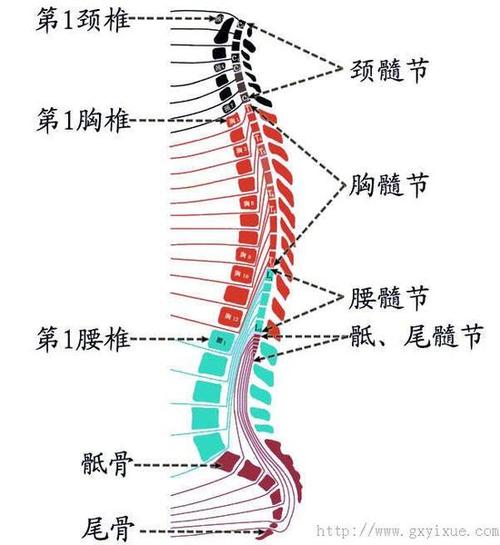脊髓节段2.jpg