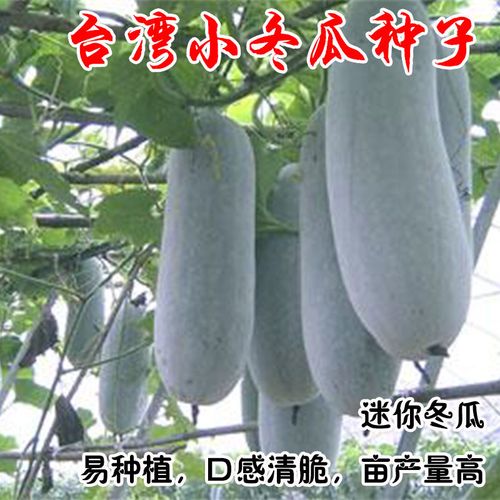 台湾小冬瓜种子粉皮小瓜迷你微型农家水果蔬菜高产早熟四季播