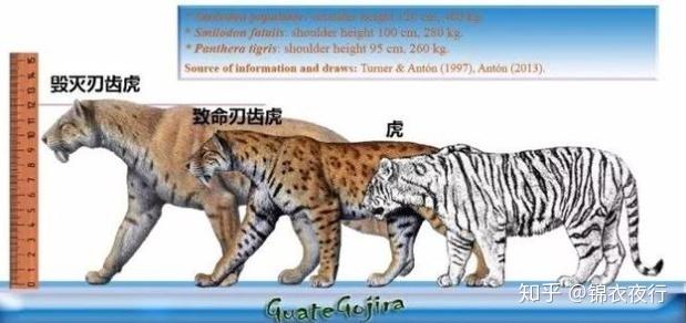 刃齿虎具有如匕首般的长牙,许多影视作品里或者通常印象中的剑齿虎